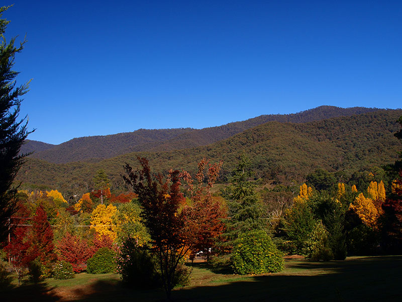 Jamieson arboretum