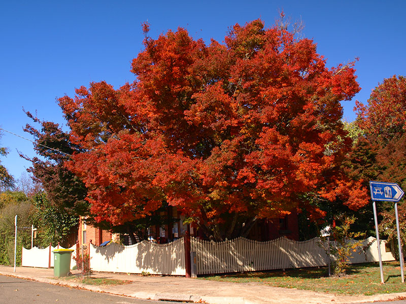 Japanese Maple Jamieson Post Office