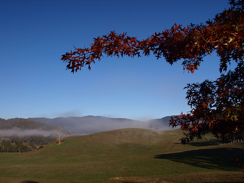 Mist in the Jamieson Valley